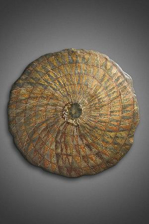 "Traveler", Ammonite Fossil wall sculpture, 30" x 2", Mixed media : Wall Sculpture : Fossil and organic mixed media sculpture by Lee Brotherton
