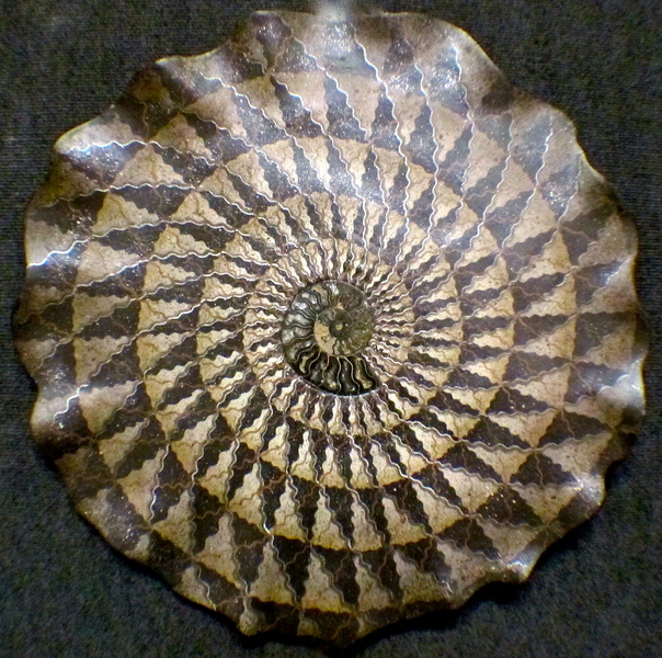 "Nightfall" Ammonite fossil wall sculpture, M/M, 24" x 1" : Wall Sculpture : Fossil and organic mixed media sculpture by Lee Brotherton