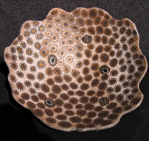 "Metamorphisis", septarian slice fossils & M/M, shallow bowl, 13" x 4.5", $ 850. : Available Work : Fossil and organic mixed media sculpture by Lee Brotherton